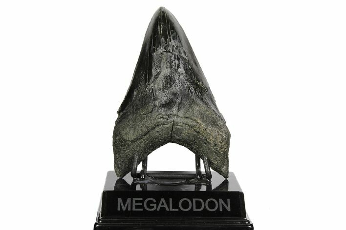 Serrated, Fossil Megalodon Tooth - South Carolina #168936